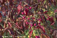 Dateiname=Flora-Strauch-Pfaffenhuetchen-20111105-309.jpg
Dateigröße=230KB
Abmessungen: 720x478
hinzugefügt am: 01. April 2014 Flora-Strauch-Pfaffenhuetchen-20111105-309.jpg