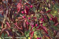 Dateiname=Flora-Strauch-Pfaffenhuetchen-20111105-310.jpg
Dateigröße=213KB
Abmessungen: 720x478
hinzugefügt am: 01. April 2014 Flora-Strauch-Pfaffenhuetchen-20111105-310.jpg