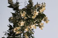 Dateiname=Flora-Strauch-Pfeifenstrauch-20060615-17.jpg
Dateigröße=148KB
Abmessungen: 720x480
hinzugefügt am: 01. April 2014 Flora-Strauch-Pfeifenstrauch-20060615-17.jpg