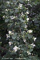 Dateiname=Flora-Strauch-Pfeifenstrauch-20070517-039.jpg
Dateigröße=195KB
Abmessungen: 484x720
hinzugefügt am: 01. April 2014 Flora-Strauch-Pfeifenstrauch-20070517-039.jpg