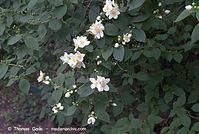 Dateiname=Flora-Strauch-Pfeifenstrauch-20070517-040.jpg
Dateigröße=179KB
Abmessungen: 720x484
hinzugefügt am: 01. April 2014 Flora-Strauch-Pfeifenstrauch-20070517-040.jpg