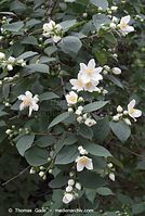 Dateiname=Flora-Strauch-Pfeifenstrauch-20070517-64.jpg
Dateigröße=191KB
Abmessungen: 484x720
hinzugefügt am: 01. April 2014 Flora-Strauch-Pfeifenstrauch-20070517-64.jpg