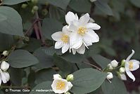 Dateiname=Flora-Strauch-Pfeifenstrauch-20070517-66.jpg
Dateigröße=130KB
Abmessungen: 720x484
hinzugefügt am: 01. April 2014 Flora-Strauch-Pfeifenstrauch-20070517-66.jpg