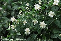 Flora-Strauch-Pfeifenstrauch-20100613-021.jpg
