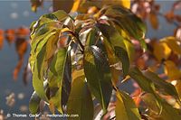 Flora-Strauch-Prunus-20111030-015.jpg
