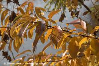 Flora-Strauch-Prunus-20111030-016.jpg
