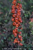Flora-Strauch-Quitte-20100424-040.jpg