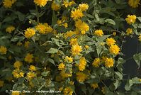 Dateiname=Flora-Strauch-Ranunkel-20070415-40.jpg
Dateigröße=215KB
Abmessungen: 720x484
hinzugefügt am: 01. April 2014 Flora-Strauch-Ranunkel-20070415-40.jpg