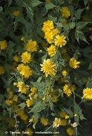 Flora-Strauch-Ranunkel-20070415-42.jpg