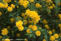 Flora-Strauch-Ranunkel-20090418-24.jpg