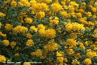 Flora-Strauch-Ranunkel-20090418-25.jpg