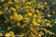 Flora-Strauch-Ranunkel-20090418-26.jpg