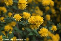 Flora-Strauch-Ranunkel-20090418-28.jpg