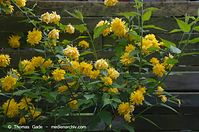 Flora-Strauch-Ranunkel-20140413-147.jpg