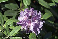 Dateiname=Flora-Strauch-Rho-20070429-36.jpg
Dateigröße=158KB
Abmessungen: 720x484
hinzugefügt am: 01. April 2014 Flora-Strauch-Rho-20070429-36.jpg