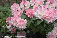 Flora-Strauch-Rhododen-20090510-11.jpg