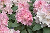 Flora-Strauch-Rhododen-20090510-12.jpg