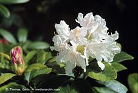 Flora-Strauch-Rhododendron-199905-13.jpg