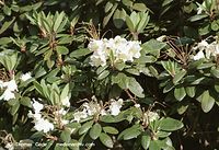 Dateiname=Flora-Strauch-Rhododendron-20020515-21.jpg
Dateigröße=264KB
Abmessungen: 720x494
hinzugefügt am: 01. April 2014 Flora-Strauch-Rhododendron-20020515-21.jpg