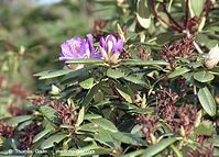 Dateiname=Flora-Strauch-Rhododendron-20020515-23.jpg
Dateigröße=247KB
Abmessungen: 720x516
hinzugefügt am: 01. April 2014 Flora-Strauch-Rhododendron-20020515-23.jpg