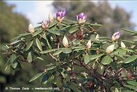 Dateiname=Flora-Strauch-Rhododendron-20020515-24.jpg
Dateigröße=212KB
Abmessungen: 720x487
hinzugefügt am: 01. April 2014 Flora-Strauch-Rhododendron-20020515-24.jpg