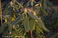 Flora-Strauch-Rhododendron-20051225-39.jpg