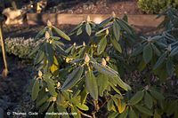 Flora-Strauch-Rhododendron-20051225-40.jpg