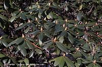 Flora-Strauch-Rhododendron-20060227-32.jpg