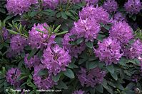 Flora-Strauch-Rhododendron-20090517-25.jpg