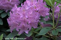 Flora-Strauch-Rhododendron-20090517-27.jpg