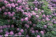 Flora-Strauch-Rhododendron-20090517-29.jpg