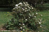 Flora-Strauch-Rhododendron-20100501-67.jpg