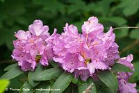 Flora-Strauch-Rhododendron-20130601237.jpg