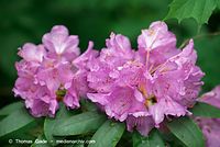 Flora-Strauch-Rhododendron-20130601241.jpg
