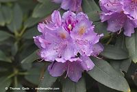Flora-Strauch-Rhododendron-20130601242.jpg