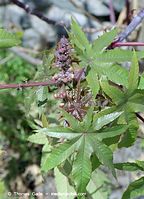 Flora-Strauch-Ricinus-200202-105.jpg