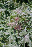 Flora-Strauch-Ricinus-200202-106.jpg