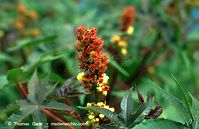 Flora-Strauch-Rizinus-199703-13.jpg
