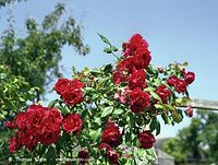 Flora-Strauch-Rose-200107-63.jpg