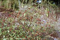 Flora-Strauch-Rose-200110-22.jpg