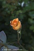Flora-Strauch-Rose-20050625-12.jpg