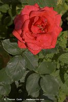 Flora-Strauch-Rose-20050625-14.jpg