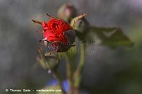 Flora-Strauch-Rose-20050625-15.jpg