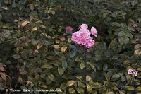 Flora-Strauch-Rose-20061008-33.jpg