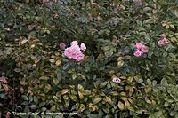 Flora-Strauch-Rose-20061008-34.jpg