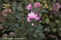 Flora-Strauch-Rose-20061008-35.jpg