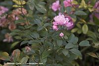 Flora-Strauch-Rose-20061008-36.jpg