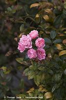 Flora-Strauch-Rose-20061008-37.jpg