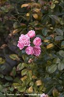 Flora-Strauch-Rose-20061008-38.jpg