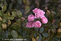 Flora-Strauch-Rose-20061008-39.jpg